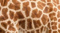 Close-up of Natural Seamless Giraffe Fur Pattern Royalty Free Stock Photo