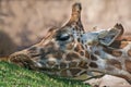 Close-up of giraffe Royalty Free Stock Photo