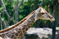 Close up giraffe on green tree background