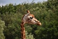 Giraffe at Safari Park, in Netherlands.