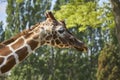 Close up of giraffe head with beautiful long neck and patches pattern Royalty Free Stock Photo