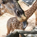 Close up Giraffe head. Giraffe Tongue.