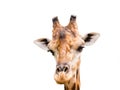 Close up giraffe head isolated Royalty Free Stock Photo