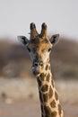 Close-up of Giraffe head and neck Royalty Free Stock Photo