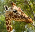 Close up of giraffe head