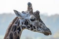 A close up of a giraffe head portrait Royalty Free Stock Photo