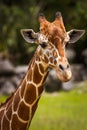 Close up of a giraffe head portrait Royalty Free Stock Photo