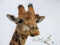 Close up of a giraffe head with a red-billed oxpeckers bird Royalty Free Stock Photo