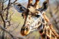 Close up of a giraffe head during a safari trip, animals, wildlife