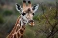 Close up of a giraffe head during a safari trip, animals, wildlife