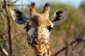 Close up of a giraffe head during a safari trip, animals, wildlife