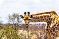 Close Up of a Giraffe looking at the camera in the savanna area of central Kruger Park