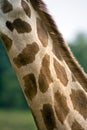 Close up of giraffe neck and camouflage