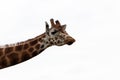 Close up of a giraffe from neck up Royalty Free Stock Photo