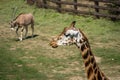 Close up of Giraffe and Oryx in the distance in a ZOO