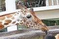 Giraffe playing with child head