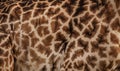 Giraffe Print on Safari Royalty Free Stock Photo