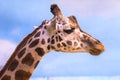 Closeup on a giraffe`s face and neck on a leisurly afternoon