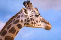 Closeup on a giraffe`s face and neck on a leisurly afternoon