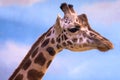 Closeup on a giraffe`s face and neck on a leisurly afternoon