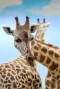 Closeup on a giraffe`s face and neck on a leisurly afternoon