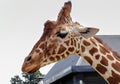 Close up of giraffes head and neck Royalty Free Stock Photo