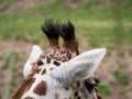 Close-up of giraffe`s head
