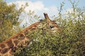 Close-up of giraffe`s neck and face Royalty Free Stock Photo