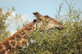 Close-up of giraffe`s neck and face Royalty Free Stock Photo