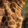 Close-up of a giraffe\'s skin showcasing its unique pattern of irregular, light brown Royalty Free Stock Photo