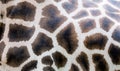 Close-up of giraffe skin, nature pattern, background