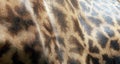 Close up of a giraffe skin pattern, the skin of a giraffe texture background. Royalty Free Stock Photo