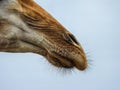 Close up of a giraffe snout, nostril, mouth and vibrissae (whiskers).