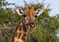 Close up of a Giraffe standing in the savannah grass at the Etosha National park in northern Namibia