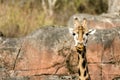 Close up of a giraffe with a stare and with a large rock behind her Royalty Free Stock Photo