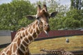 Close up of giraffe sticking out his tongue Royalty Free Stock Photo