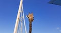 A close-up of a giraffe sticks out its tongue and licks its lips. Head and neck on a blue background