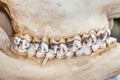 The close up of Giraffe teeth Royalty Free Stock Photo