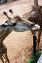 Close-up of Giraffe wildlife in animal at zoo .