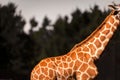 Close-up of a giraffe's distinctive patterns. Royalty Free Stock Photo