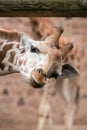 Close up of a giraffes face