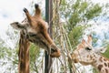Close up of giraffes feeding