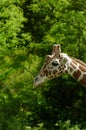 Close-up of a giraffes head