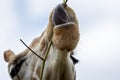 Close up of a Giraffes head eating with tongue wrapped around branch