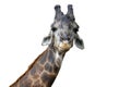 Close up of a giraffes isolated on white background - clipping paths