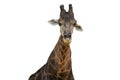 Close up of a giraffes isolated on white background - clipping paths