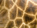 Close up of a giraffes skin and patterned fur on a large male giraffe Royalty Free Stock Photo