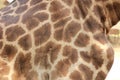 close up of a giraffes skin and patterned fur on a large male giraffe Royalty Free Stock Photo