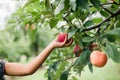 Close up of girl at apple orchard during summer nearing fall or autumn picking apples Royalty Free Stock Photo