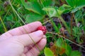 a girl collects wild strawberries, small fragrant tasty berry